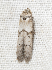 Blastobasis taurusella