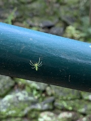 Lyssomanes