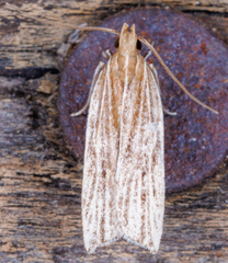 Helcystogramma hystricella