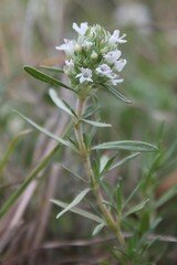 Thymus spinulosus