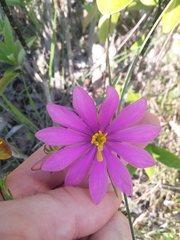 Sabatia gentianoides
