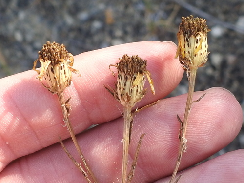 Image of Dysodiopsis tagetoides by (c) Sam Kieschnick, some rights reserved (CC BY)