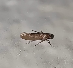 Tineola bisselliella