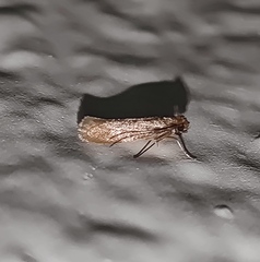 Tineola bisselliella