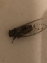 Cicada orni