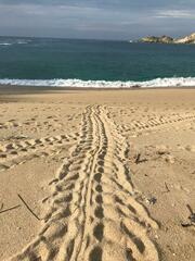 Lepidochelys olivacea