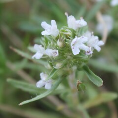 Thymus spinulosus