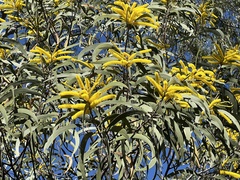 Acacia crassa
