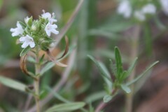 Thymus spinulosus