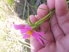 Sabatia gentianoides