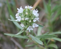 Thymus spinulosus