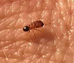 Pheidole californica
