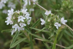 Thymus spinulosus