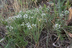 Thymus spinulosus