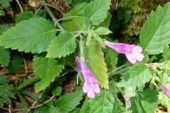 Clinopodium grandiflorum