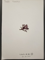 Callophyllis flabellulata