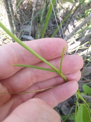 Sabatia gentianoides