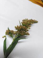 Solidago