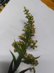 Solidago