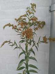 Solidago