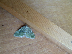 Entephria flavicinctata