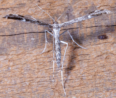 Hellinsia inquinatus