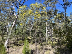 Acacia crassa