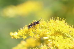 Nomada vicina