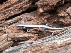 Marisora aquilonaria