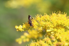 Nomada vicina