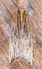 Helcystogramma hystricella