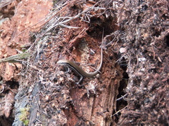 Marisora aquilonaria