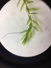 Fontinalis hypnoides