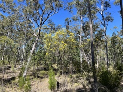 Acacia crassa