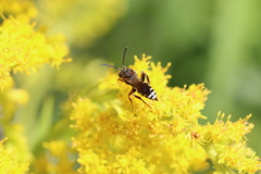 Nomada vicina