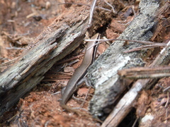 Marisora aquilonaria