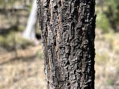 Acacia crassa