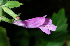 Clinopodium grandiflorum