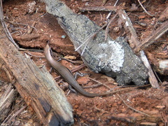 Marisora aquilonaria
