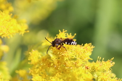 Nomada vicina