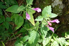 Clinopodium grandiflorum