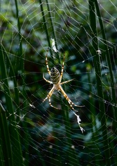 Argiope bruennichi
