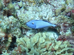 Xanthichthys ringens