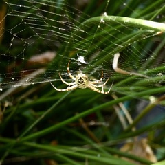 Argiope bruennichi