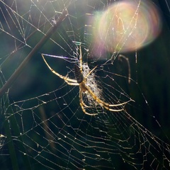 Argiope bruennichi