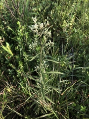 Eupatorium leucolepis