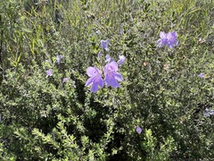 Prostanthera cryptandroides euphrasioides
