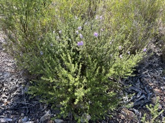 Prostanthera cryptandroides euphrasioides