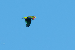Amazona xantholora