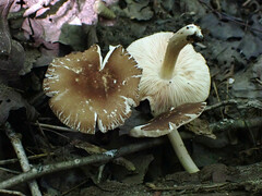 Pluteus deceptivus